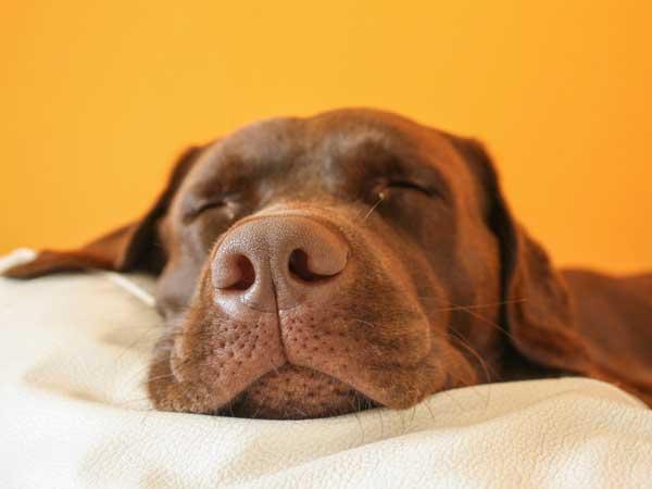Sama Seperti Manusia Anjing Pun Kesulitan Tidur Setelah Hari Yang