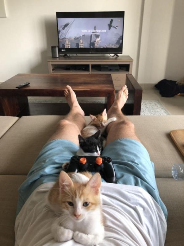 8 Foto Lucu Ini Buktikan Kucing adalah Binatang Paling Manja 