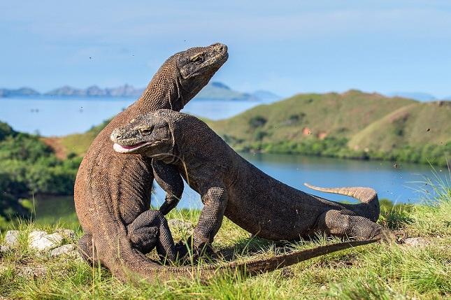Ini Alasan Pulau Komodo Akan Ditutup Tahun 2020 Nanti, Sungguh Bikin Geram!  - Womantalk